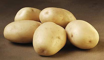 Friesländer Friesländer
